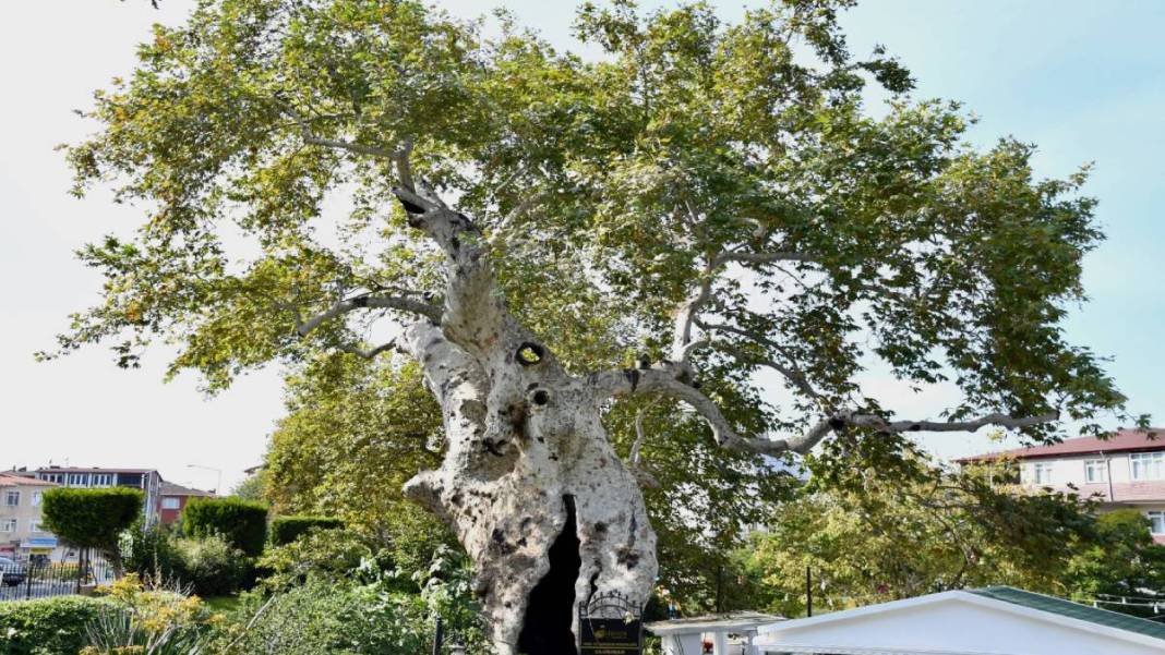 Herkes o ilimize bu ağacı görmeye gidiyor! Yaşını öğrenen saygı duruşuna geçiyor... Anadolu'da kimse yokken o vardı 1